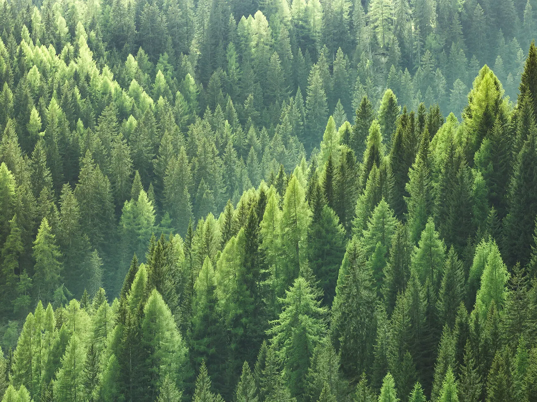 Gran bosque de abetos visto desde arriba 